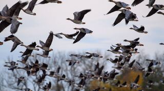 Mit dem Vogelzug erhöht sich alljährlich im Herbst die Gefahr, dass auch das Vogelgrippe-Virus eingeschleppt wird. (Archivbild)
