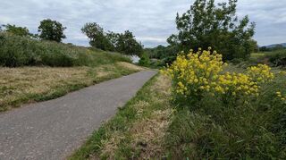 Der Beginn des Radwegs von Ilvesheim nach Ladenburg. Zum Fluss hin fällt das Gelände neben dem Weg häufig steil ab.
