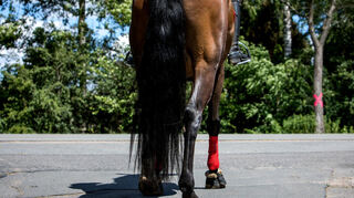 Werden Pferde zum Freizeitvergnügen gehalten, können Kommunen das besteuern.