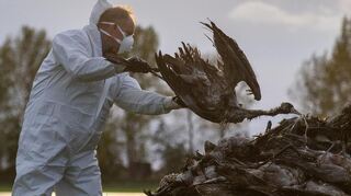 Ein Helfer sammelt einen toten Kranich auf und wirft ihn in eine Traktorschaufel. Die auch als Vogelgrippe bezeichnete Geflügelpest hat sich mittlerweile fast über ganz Deutschland ausgebreitet.