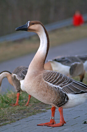 Eine Graugans in Lampertheim ist an der Vogelgrippe verendet.