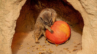 Mehlwürmer im Kürbis? Für die meisten ein Ekelfaktor, für die Erdmännchen im Zoo Heidelberg der perfekte Halloween-Mix.