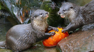 Die Zwergotter funktionieren ihren Kürbis zum Spielball um.