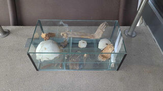 Die Vitrine mit den Knochen hat ein Privatmann aus Speyer vor dem archäologischen Fenster abgestellt.