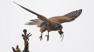 Auch Turmfalken sind im Vogelpark Mannheim zu sehen. Um sie vor der Vogelgrippe zu schützen, schließt der Vogelpark Mannheim bis auf Weiteres seine Tore für Besucher (Symbolbild).