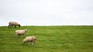Auf Deichen sind Regelungen zum Schutz der Weidetiere schwieriger - und deshalb sollen dort Wolfs-Abschüsse leichter möglich werden.