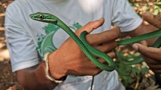 Ein Principe-Smaragdnatter