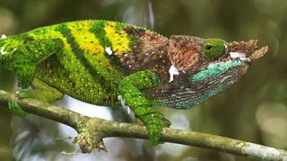 Das Chamäleon von O'Shaughnessy lebt nur in Madagaskar.