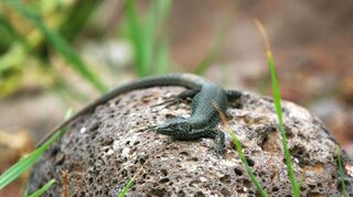 Eine Madeira-Eidechse