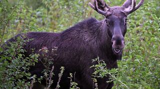 Elch Emil war im Sommer auf Wanderschaft durch Österreich. Auch im Osten Deutschlands werden immer wieder Elche gesichtet. (Archivbild)