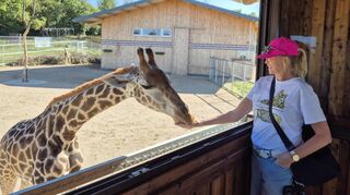 Warum Afrika, wenn es Giraffen auch im Hunsrück gibt? Im Tier-Erlebnispark Bell können Gäste die Riesen das ganze Jahr über treffen und sogar füttern.