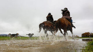 Für die hinteren beiden Tiere müssten diese Reiterinnen in Mannheim Steuern bezahlen, für die vorderen nicht.