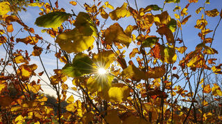 Einmal noch durch die Sonne spazieren, den Herbst im Sonnenschein genießen. Denn nach den Tagen mit T-Shirt-Wetter dürfte die Temperatur stark sinken.