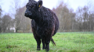 Ein Galloway Rind steht auf einer Weide. (Symbolbild)