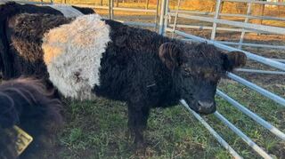 Galloway-Kuh Lilly erlitt bei dem Angriff im vergangenen Jahr ebenfalls Stichverletzungen, war aber wenige Tage später wieder auf dem Weg der Besserung.