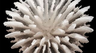 Gefunden wurden die Korallen in über 4000 Meter Tiefe zwischen Hawaii und Mexiko.