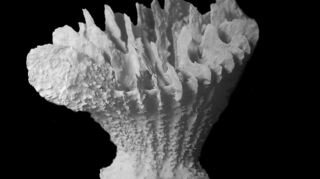 Co-Studienleiterin Santodomingo fürchtet «die Auslöschung einer ganzen Art».