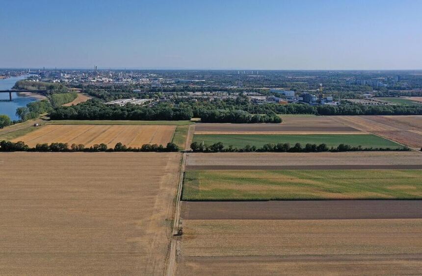 BASF prüft Anschlussmöglichkeiten für riesigen Solarpark