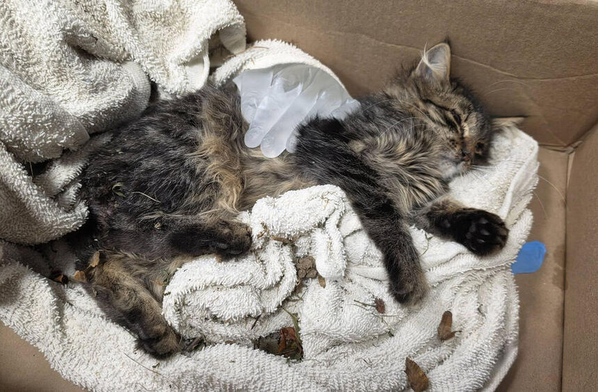 Abused cat in Heidelberg: Animal undergoes forensic examination