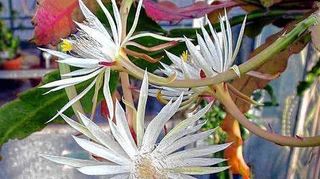 <p>"Schlumbergera" stammt aus dem Urwald.</p>